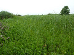 Thick growth of reeds