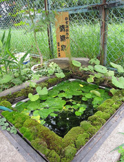 Kasumigaura Seiryusen (clear spring water pond)