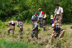 池での水生昆虫採集