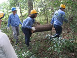 Cleaning up the forest