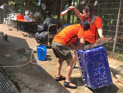 HMAP staff washing the soiled cages