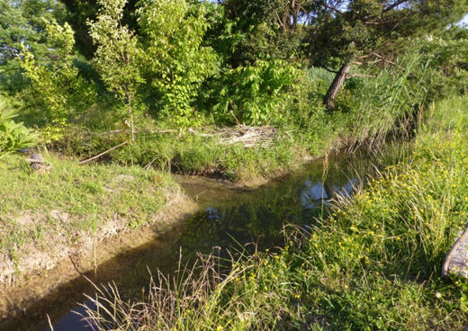 Developing a biotope