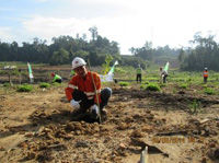 Planting Acacia and other trees