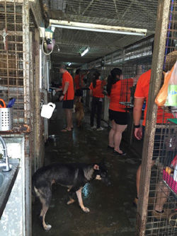 Removing spider webs and cleaning the kennels