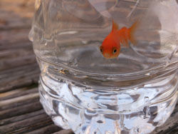 A baby goldfish born last year