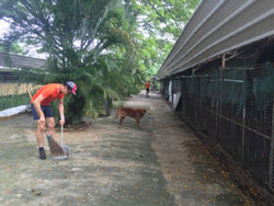 Cleaning the waste and dried leaves