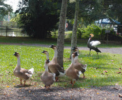 Geese taking a Stroll in the Compound