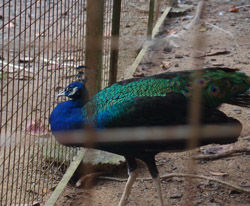Peacock at the Shelter