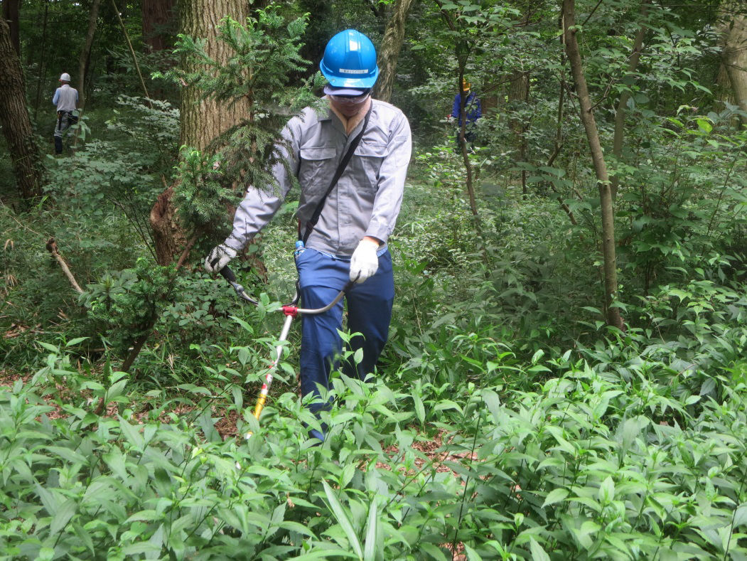 Cutting back vegetation