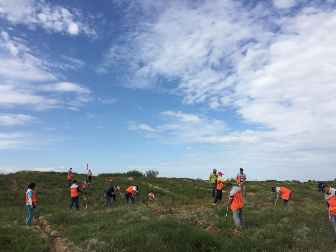 Planting 150 pine tree seedlings