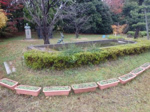 Rapeseeds sprouting in planters