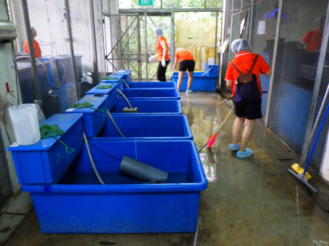 Cleaning of turtle enclosure