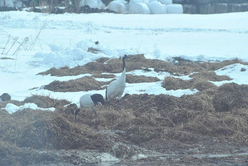 Came across this pair of Japanese cranes