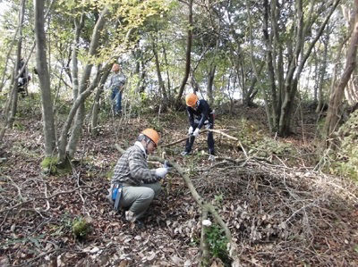 Forest thinning