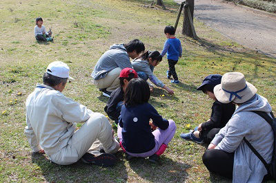 Participating in nature observation A teacher taught how to distinguish between different varieties of dandelion