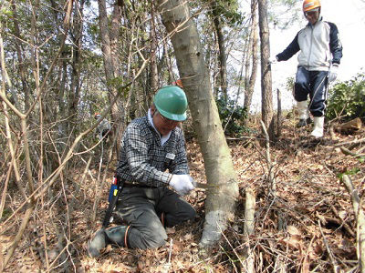 除伐作業の様子