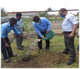 Planting saplings