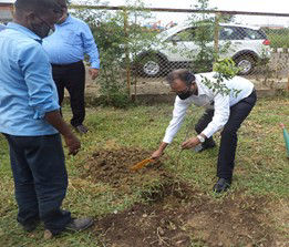 Planting saplings