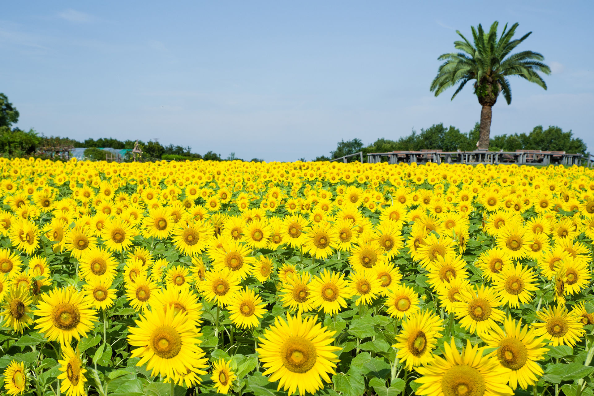 和泉リサイクル環境公園のひまわり