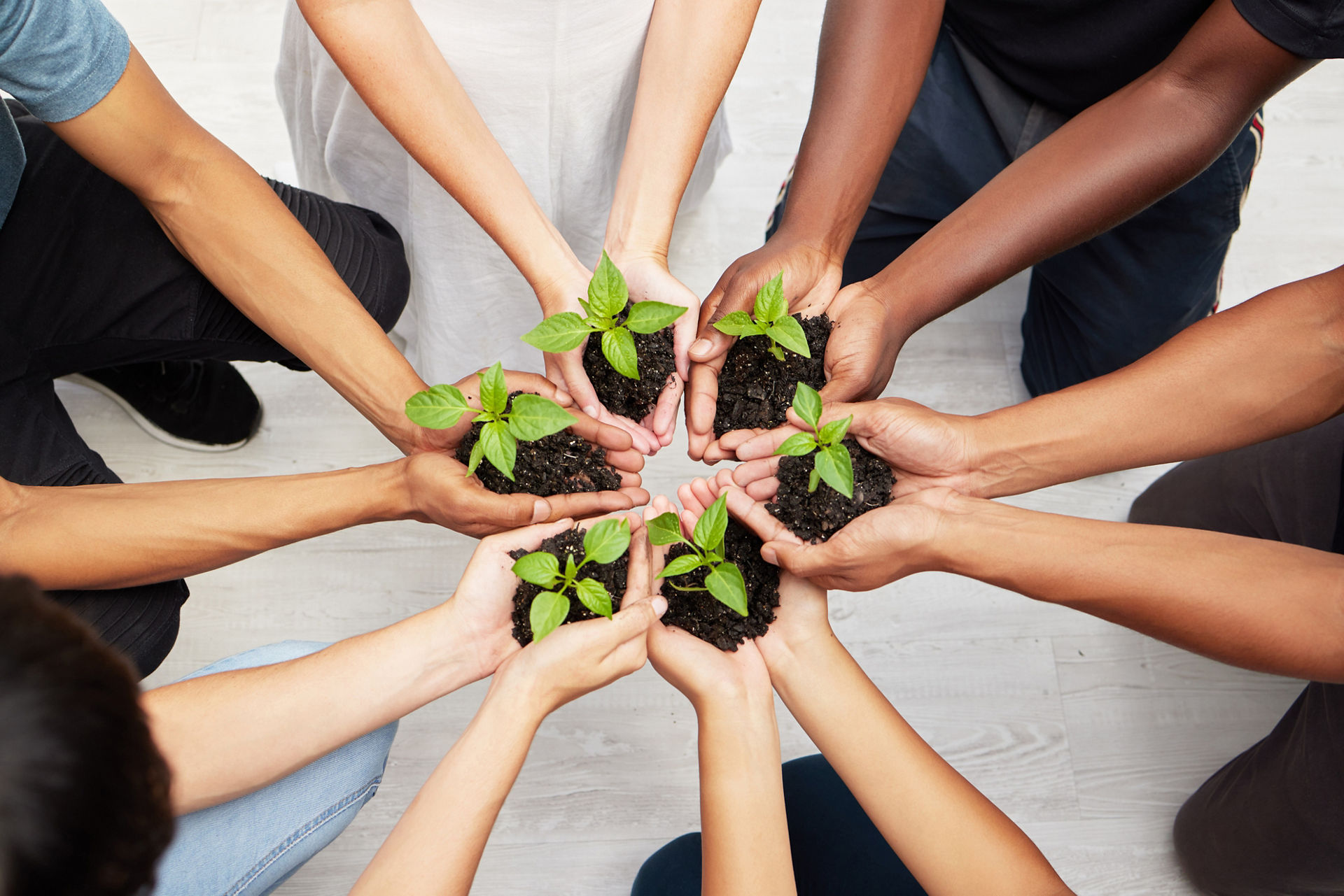 Eco friendly, sustainability and hands with plants and soil for community, collaboration or solidarity. Agriculture, ecology and top view of people holding leaves for organic green energy environment.