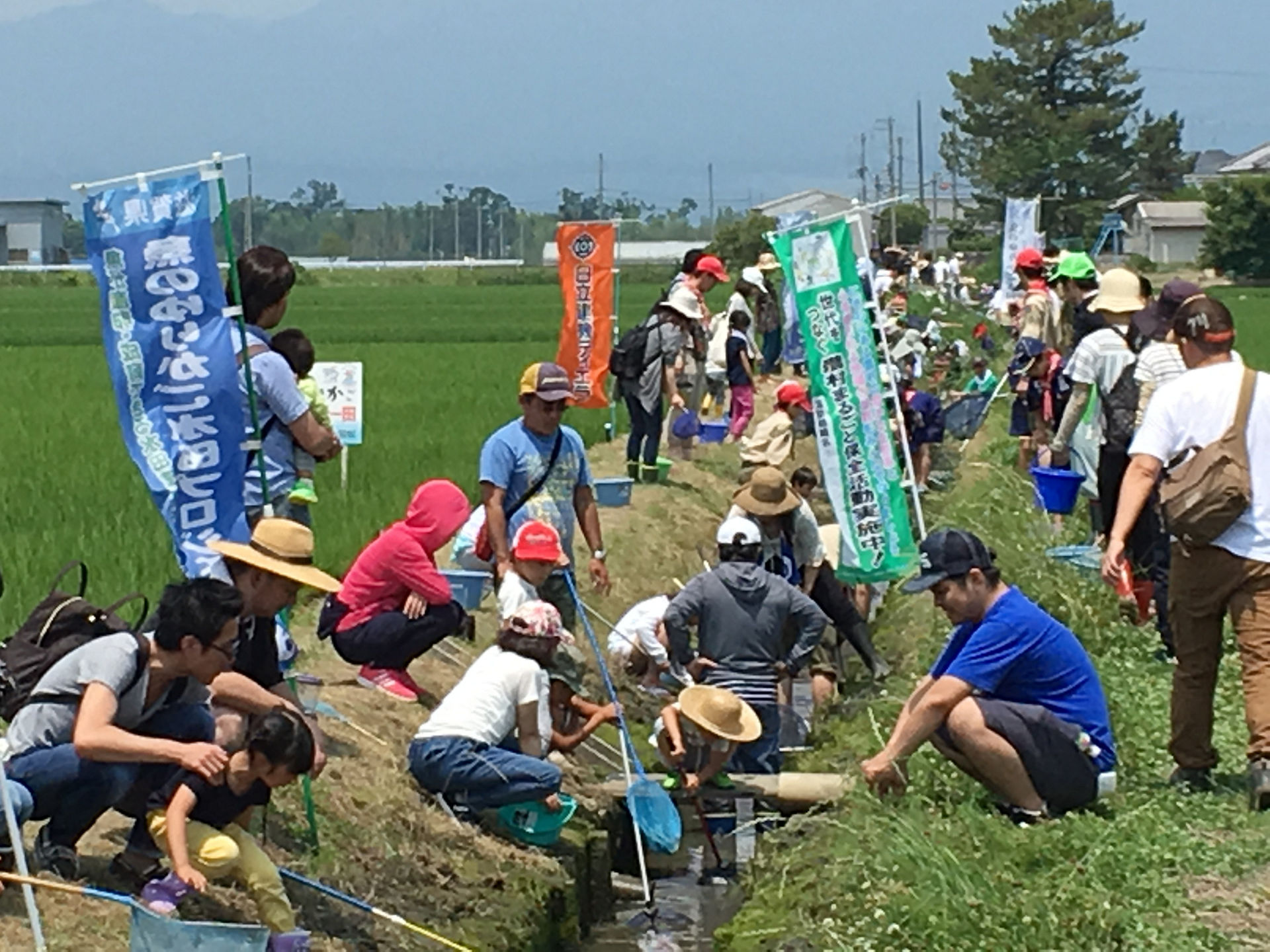 水田の用水路で生き物観察