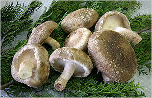 久保興業(株)にて栽培するシイタケ