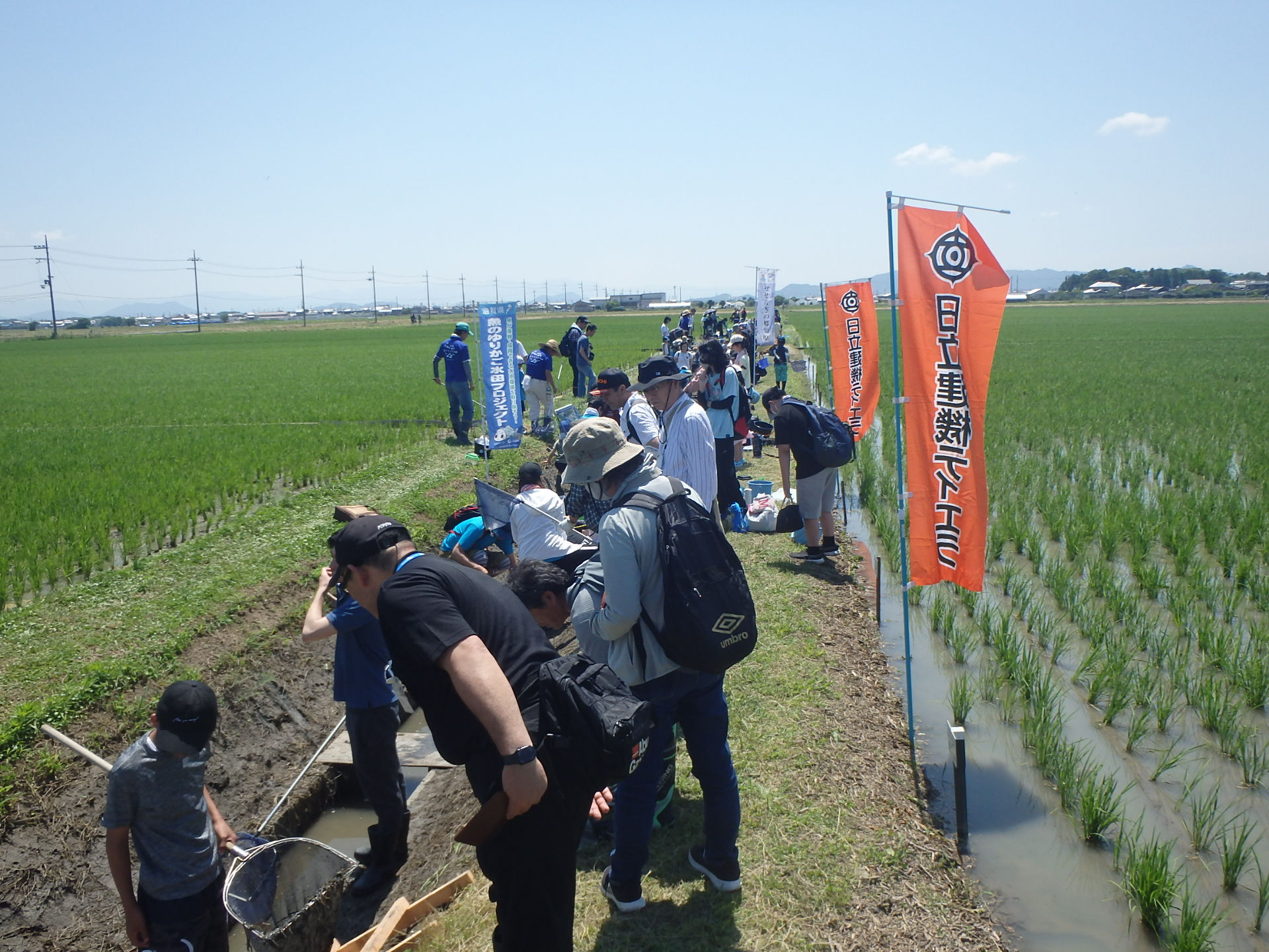 生きもの観察の様子。日立建機ティエラでは、昔ながらの水田環境を取り戻すプロジェクト「魚のゆりかご水田」に参加しています。